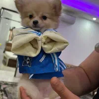 پامر عروسکی ۷ ماهه|سگ|شیراز, نشاط|دیوار