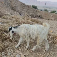 کهره نر و ماده درجه یک|حیوانات مزرعه|زرقان, |دیوار