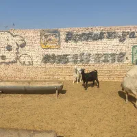 میش|حیوانات مزرعه|یزد, |دیوار