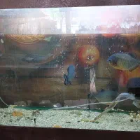 ماهی و اکواریوم|ماهی|کرج, فاز ۱ مهرشهر|دیوار