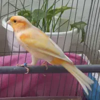 قناری نر خوش رنگ کشیده قرص بخون شلاقی بشرط