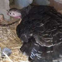 تعدادی بوقلمون بفروش میرسد|حیوانات مزرعه|کوار, |دیوار