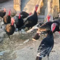 بوقلمون