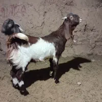 بزغاله نرجنس دار