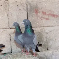 چهار جفت کفتر سبز ساعت بالا