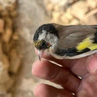 سهره ناخن سفید|پرنده|گیلان غرب, |دیوار