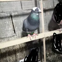 کفتر|پرنده|مشهد, فارغ التحصیلان|دیوار