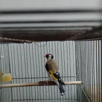 سهره سرسیاه معاوضه|پرنده|شیراز, شهرک مدرس|دیوار