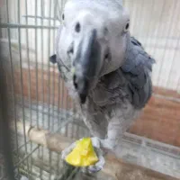 بزرگترین مجموعه کاسکو راهب گرینچیک طوطی در اصفهان|پرنده|اصفهان, عطار نیشابوری|دیوار