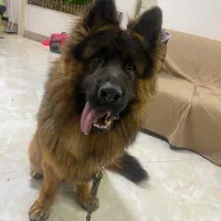 پیرایش تخصصی حیوانات