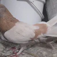 کبوتر اصفهانی پر