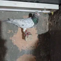 کبوتر|پرنده|سبزوار, زینبیه|دیوار