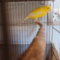 فروش قناری ماده اماده