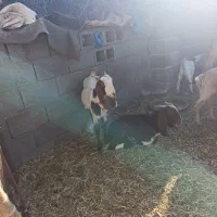 دوتا گیسه پاکستانی قیمت دوتا 15تومن|حیوانات مزرعه|قلعه گنج, |دیوار