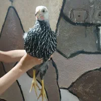 مرغ وخروس ویاندوت