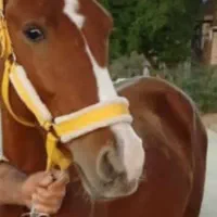 کره اسب مادیون