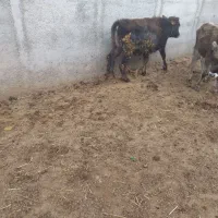 گوساله نر و ماده|حیوانات مزرعه|تهران, فرودگاه مهرآباد|دیوار