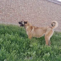 واگذاری ماده عراقی نسلدار
