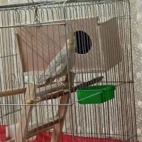 پرنده عروس هلندی جفت|پرنده|نسیم‌شهر, |دیوار