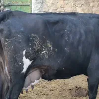 گاو برانسویس|حیوانات مزرعه|دهدشت, |دیوار