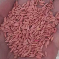 گندم بذر