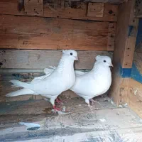 کبوتر پرشی|پرنده|بندرعباس, |دیوار