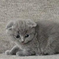 واگذاری اسکاتیش فولد ماده|گربه|ساری, |دیوار