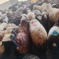 ۱۴۰راس بره بختیاری درجه ۱|حیوانات مزرعه|شیراز, شهرک گلها|دیوار