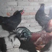 مرغ تخم گذاری و خروس لاری