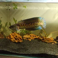 چانا گلدن کبری