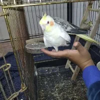 عروس هلندی دستی سخنگو جفت|پرنده|هشتگرد, شهرک گلخانه|دیوار