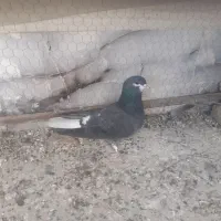 دمگیر
