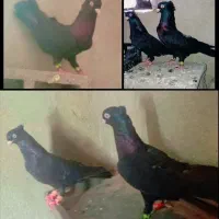 کبوتر جفت زاغ آبادانی