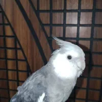 عروس هلندی نر سخنگو