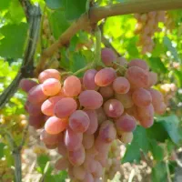 نهال انگورخوشه طلایی|خدمات باغبانی و درختکاری|تاکستان, |دیوار