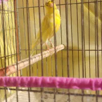 قناری روزگاری|پرنده|شیراز, قلعه نو|دیوار