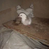 کفتر|پرنده|رامهرمز, |دیوار