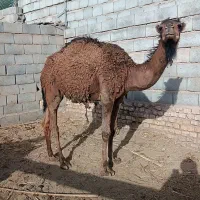 شتر