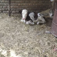 ی عدد گوساله سمینتال ماده