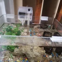 آکواریوم شرکتی|ماهی|قم, مسجد امام حسن|دیوار