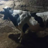 گوساله نرهلند ۱۵ماه