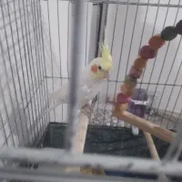 عروس هلندی|پرنده|شهریار, شهریار|دیوار