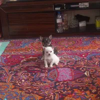 سگ شیواوا|سگ|تبریز, |دیوار