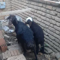 گوسفند قزل لخت