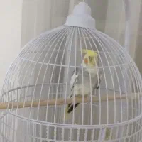 عروس هلندی نر سخنگو تاج بلند