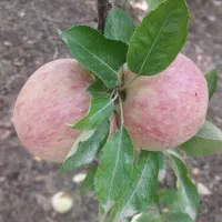 سیب درختی سرخ|خوردنی و آشامیدنی|شیراز, جانبازان|دیوار