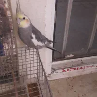 قفس و قناری