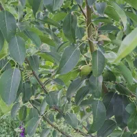 درخت باغی|خدمات باغبانی و درختکاری|گرگان, |دیوار