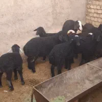 میش بره دار و ابستن داشتی جوان