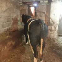 گاو نر|حیوانات مزرعه|ورزقان, |دیوار